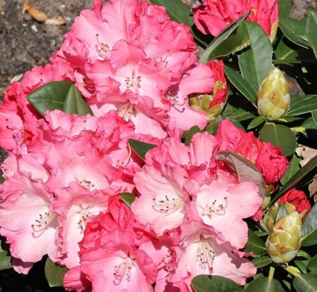 Rhododendron 'Marlis' op stam - roze - Afbeelding 2