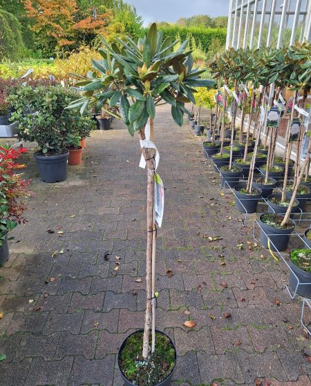 Rhododendron 'Blurettia' op stam - roze