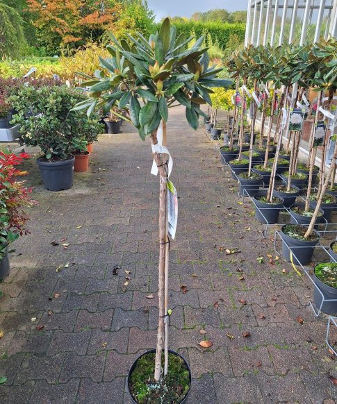 Rhododendron 'Helene Schiffner' op stam - roze