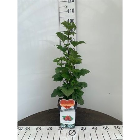 Rubus idaeus 'Raspberry Tower'®- zuil framboos - Afbeelding 2