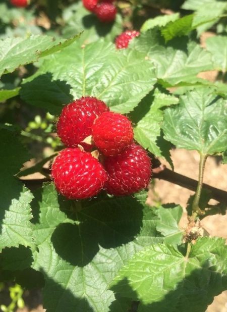 Rubus idaeus 'Raspberry Tower'®- zuil framboos