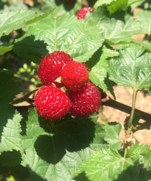 Rubus idaeus 'Raspberry Tower'®- zuil framboos