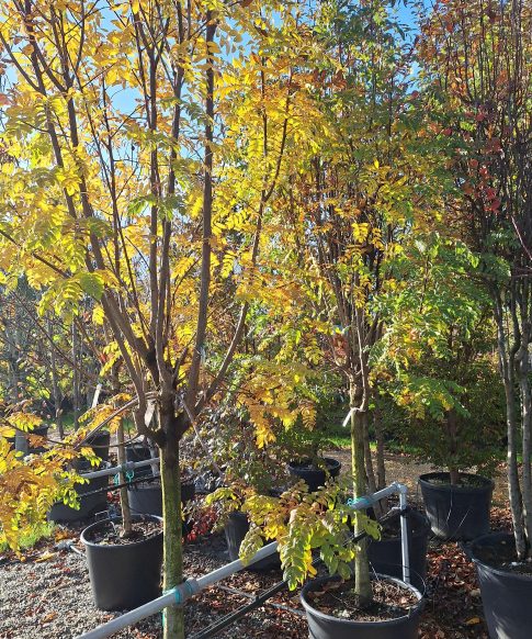 Sorbus aucuparia 'Domestica' - Lijsterbes Halfstam, stamomtrek 18-20 cm