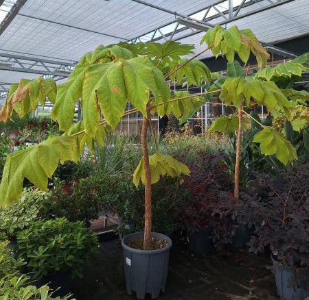 Tetrapanax papyrifer - rijstpapierplant