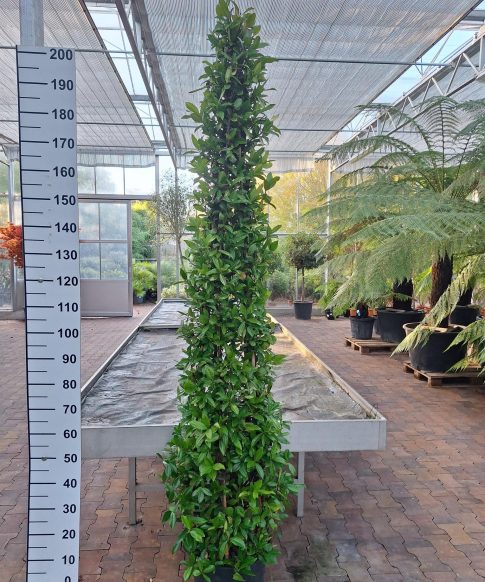 Trachelospermum Jasminoides piramide - Toscaanse Jasmijn