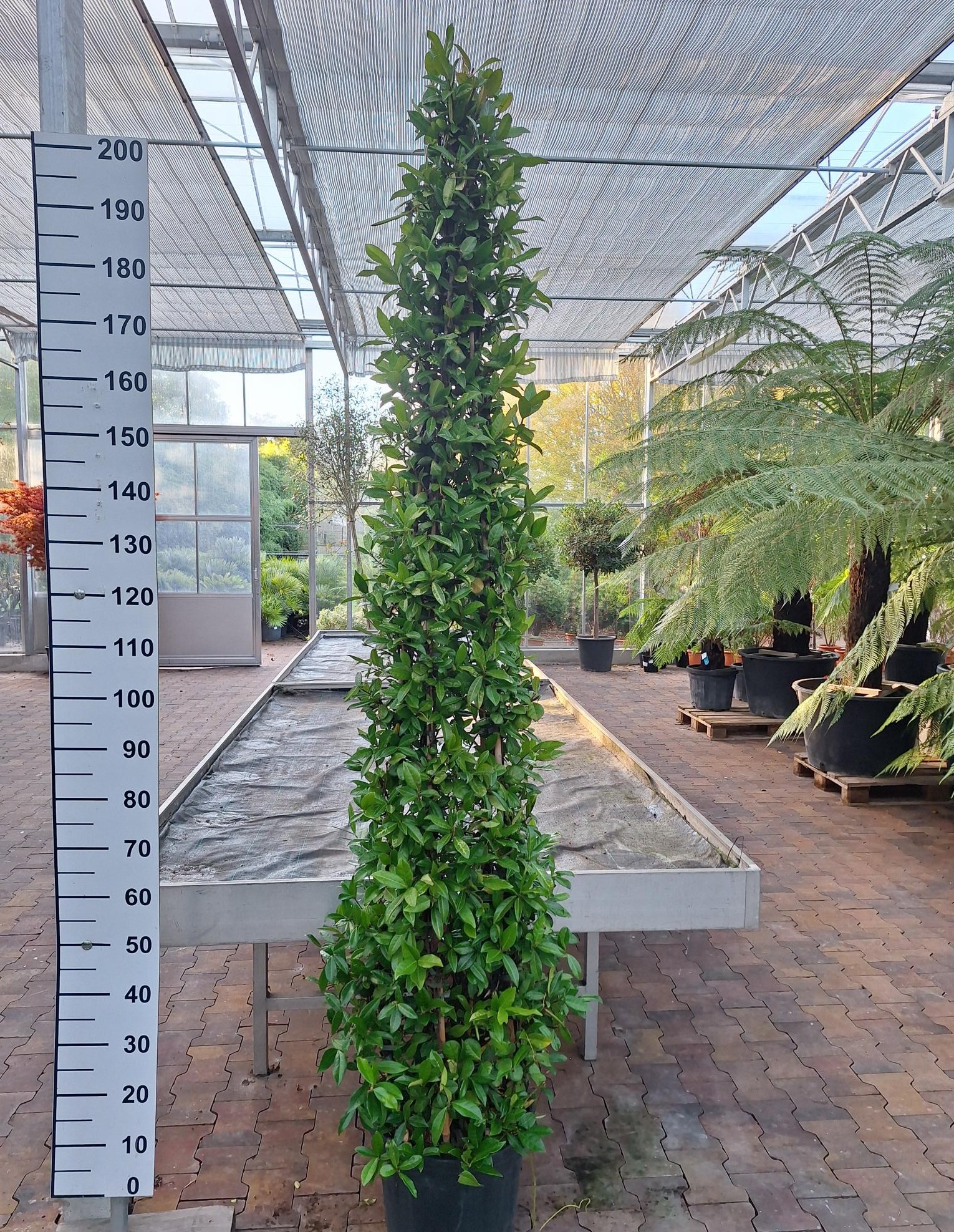Trachelospermum Jasminoides piramide - Toscaanse Jasmijn