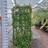 Trachelospermum Jasminoides op rek - Toscaanse Jasmijn op rek 80x160 cm