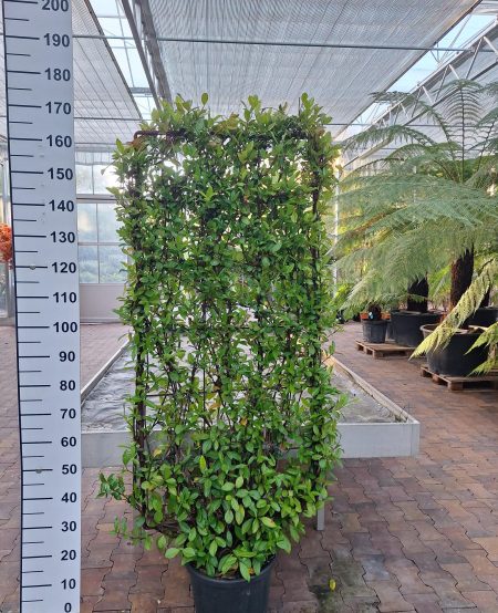 Trachelospermum Jasminoides op rek - Toscaanse Jasmijn op rek 80x160 cm