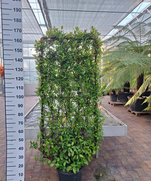 Trachelospermum Jasminoides op rek - Toscaanse Jasmijn op rek 80x160 cm