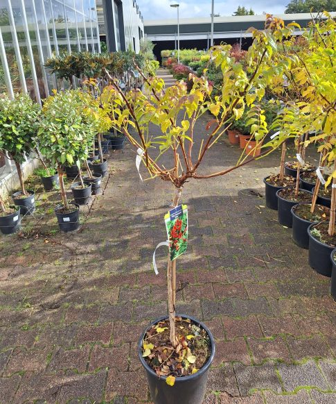 Campsis t. 'Indian Summer' - Trompetklimmer op stam