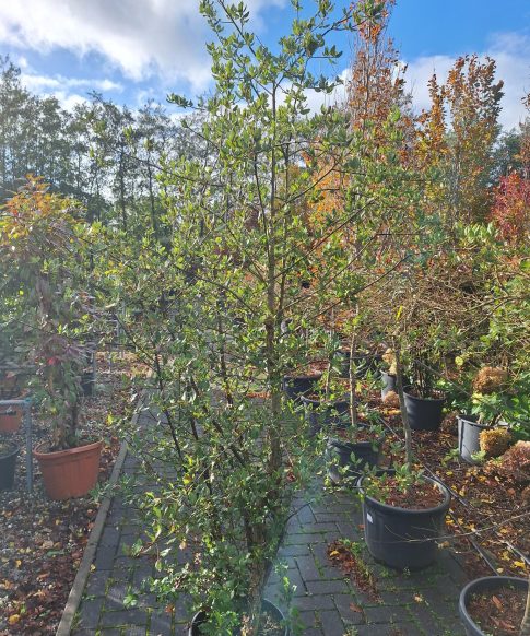 Kurkeik 200-220 cm (Quercus subur)