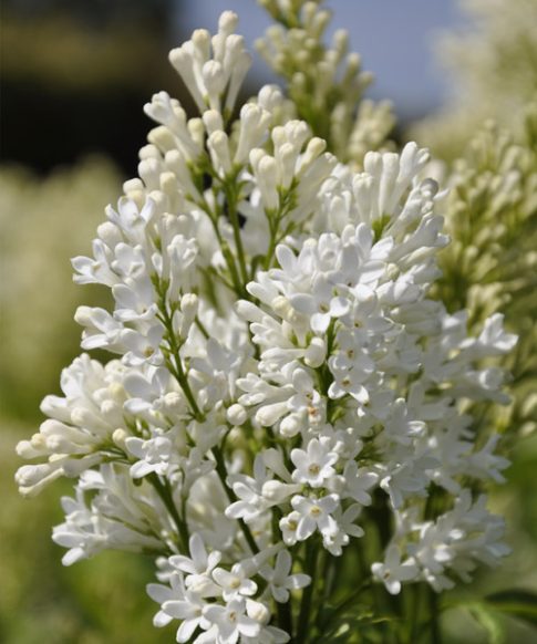 Sering Villosa 'Agnes Smith'