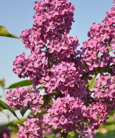 Sering (Syringa vulgaris 'Andenken an Ludwig Spath')