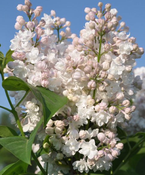 Sering (Syringa vulgaris 'Beauty of Moskou')