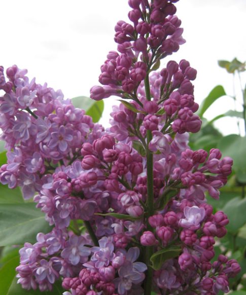 Sering (Syringa vulgaris 'Belle de Nancy')