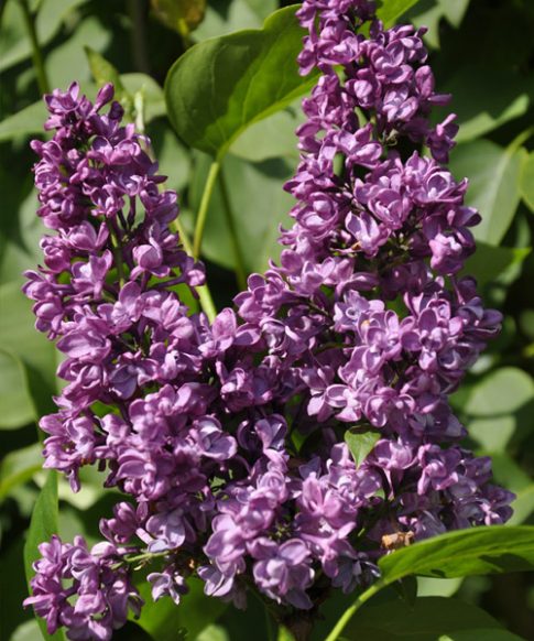 Sering (Syringa vulgaris Hybride 'Charles Joly')