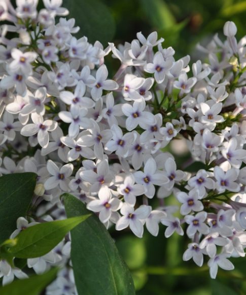 Sering chinensis 'Biocolor'