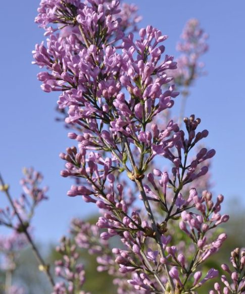 Sering chinensis 'Lilac Sunday'