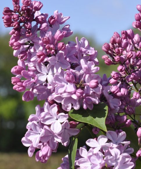 Syringa vulgaris 'Esther Staley'