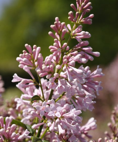 Sering Villosa 'Lark Song'