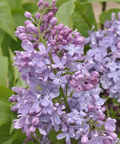 Sering (Syringa vulgaris Hybride 'Lavender Lady')