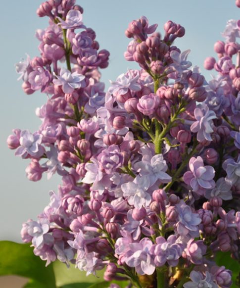 Syringa vulgaris Hybride 'Michel Buchner'