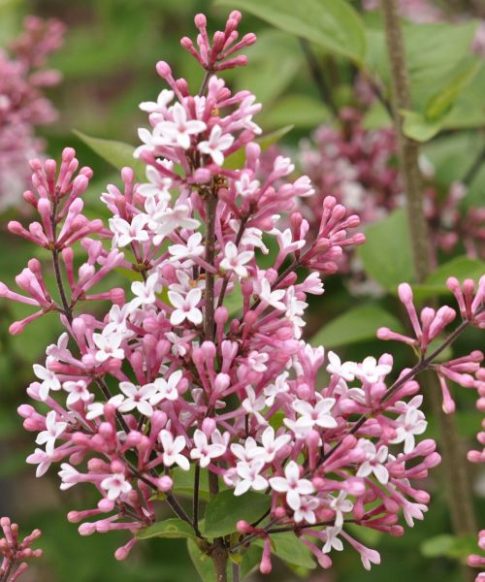 Sering chinensis 'Superba'