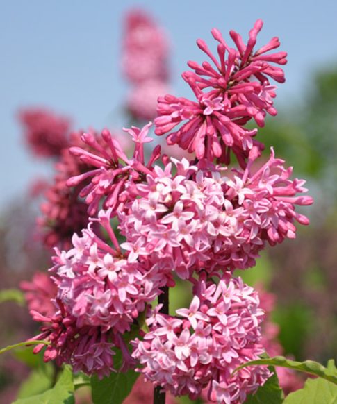 Sering Villosa 'Miss Canada'