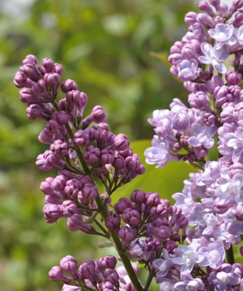 Sering (Syringa vulgaris 'Mme Antoine Buchner')