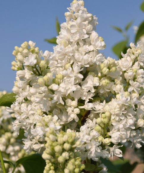 Sering (Syringa vulgaris Hybride 'Mme Lemoine')