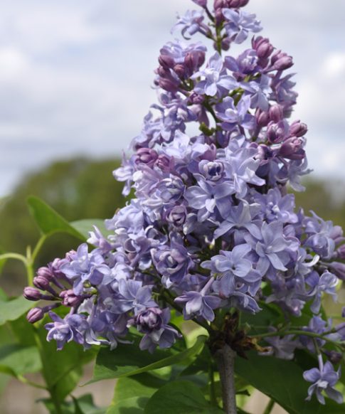 Syringa vulgaris 'Nadezhda'