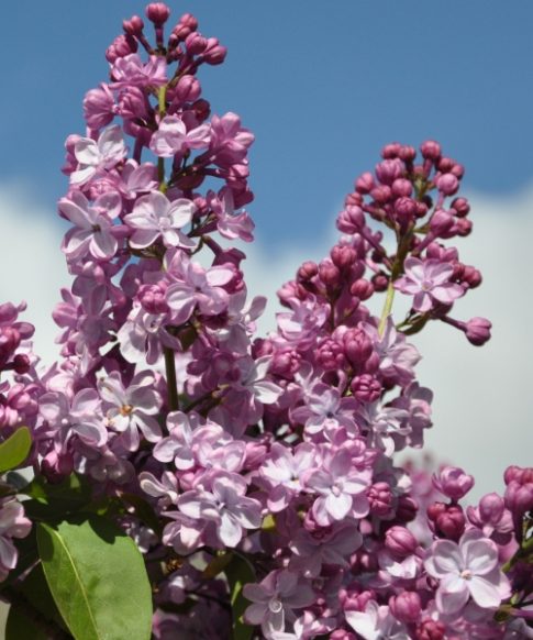 Sering (Syringa vulgaris 'Paul Deschanel')