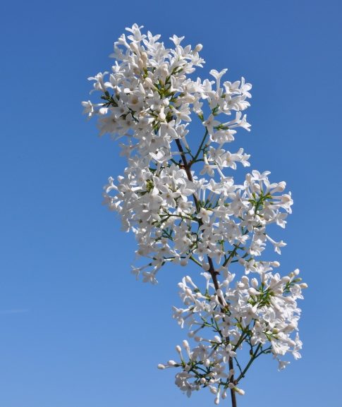 Dwergsering (Syringa persica 'Alba')