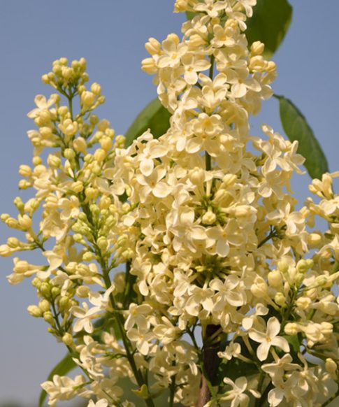 Syringa vulgaris 'Primrose'