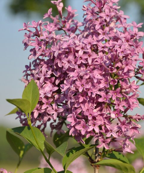 Chinese Sering (Syringa chinensis 'Saugeana')