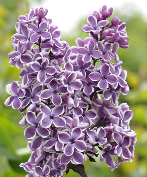 Sering (Syringa vulgaris Hybride 'Sensation')