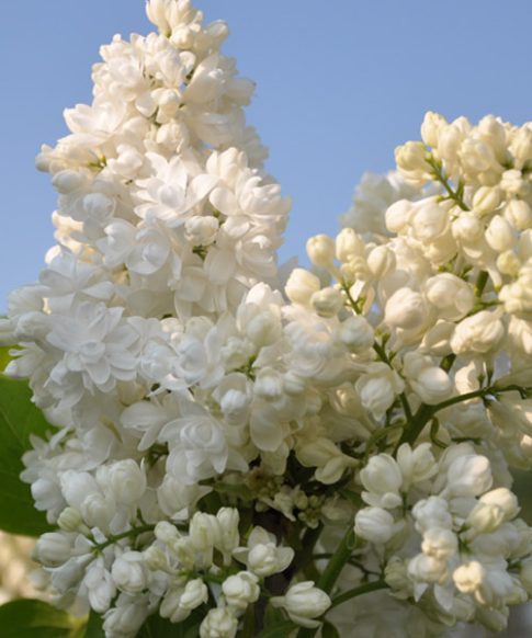 Sering (Syringa vulgaris 'Souv. d'Alice Harding')