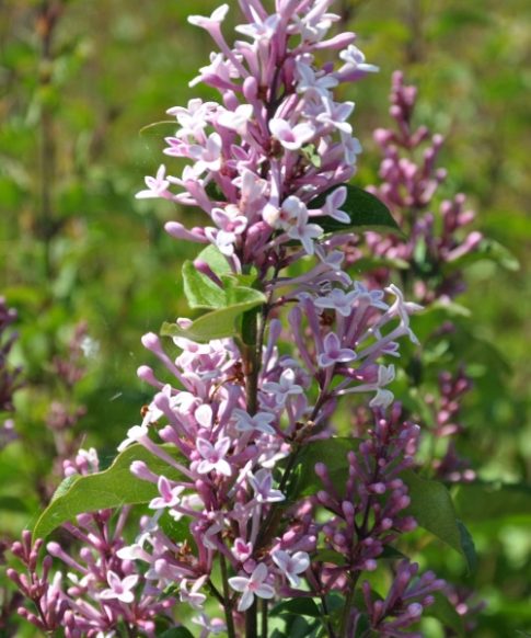 Sering ('Sugar Plum Fairy'®) Dwerg sering