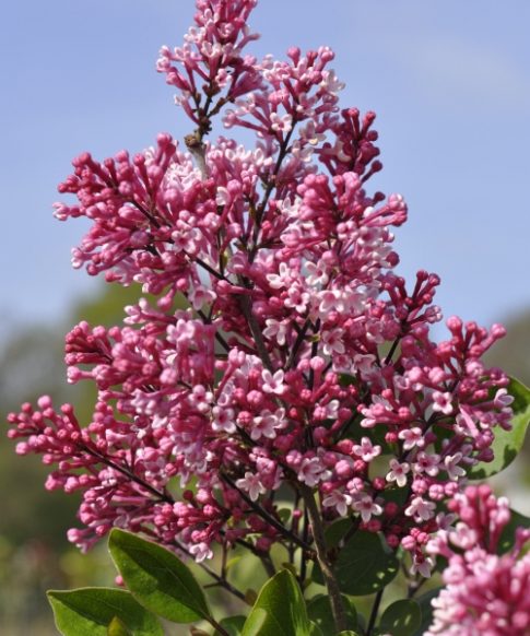 Sering 'Tinkerbelle'- Dwerg sering