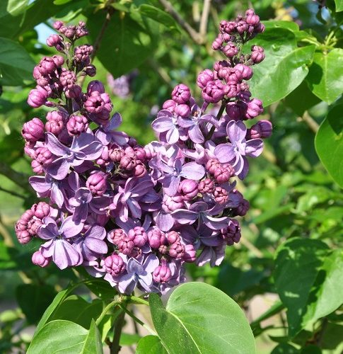 Syringa vulgaris 'Violetta'