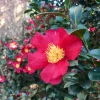 Camellia Sasanqua 'Yuletide'