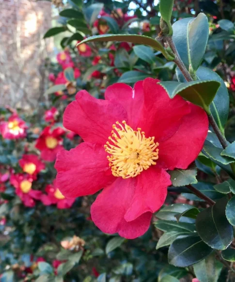 Camellia Sasanqua 'Yuletide'