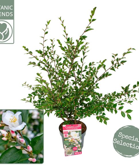 Camellia Japonica 'Beauty Blush'