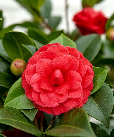 Camellia Japonica Black Lace - rood