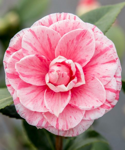 Camellia Japonica 'Bonomiana' - roze