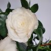 Camellia japonica 'Centifolia Alba'
