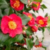 Camellia Japonica 'Dr. King'