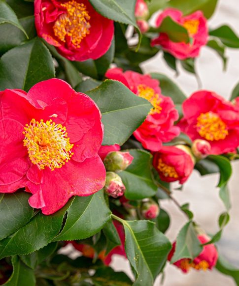 Camellia Japonica 'Dr. King'