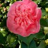 Camellia japonica 'Marie Bracey'
