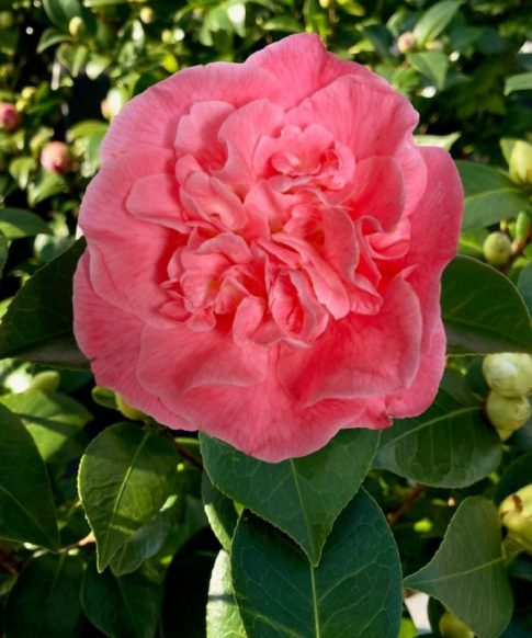 Camellia japonica 'Marie Bracey'